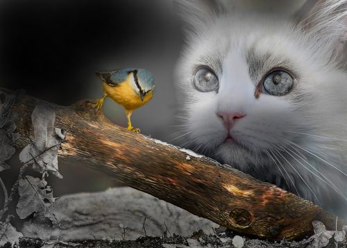 fantasy bird cats