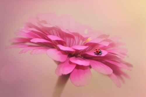 fantasy  ladybug  blossom