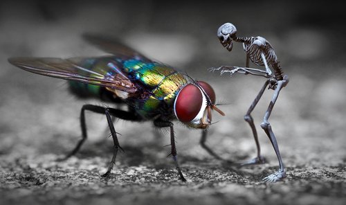 fantasy  fly  skeleton