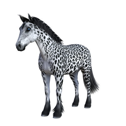 fantasy  horse  animal