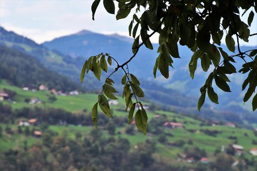 far view  branch  foliage