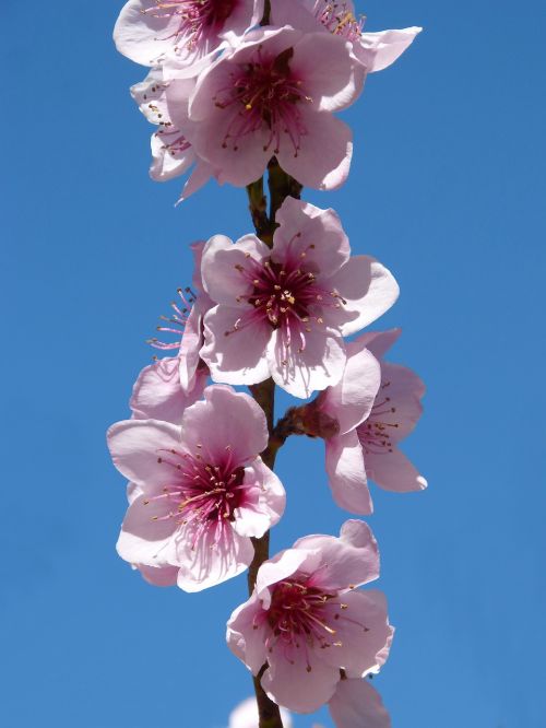 fárbol fruity flowering tree flowery branch