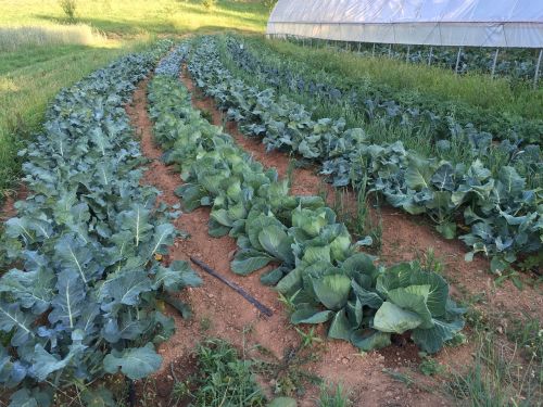 farm garden rows cabbages