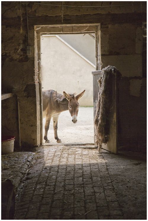 animal door donkey