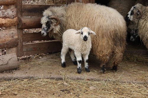 farm lamb mom