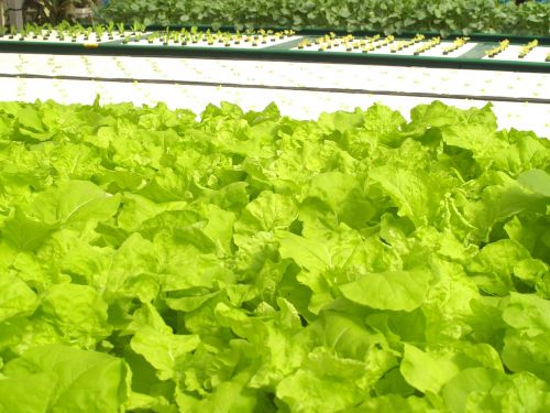 farm market hydroponic