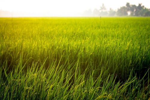 farm rice field