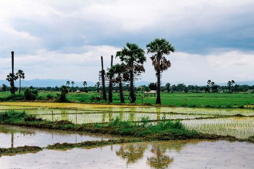 cornfield vole tree