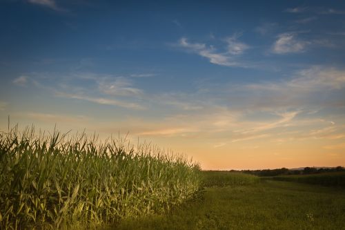 farm sunset corn