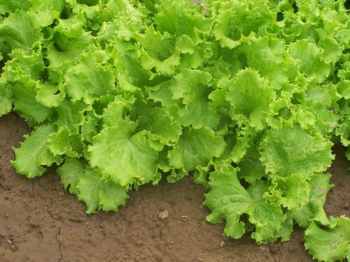 farm organic farm lettuce