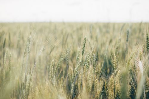 farm field grain