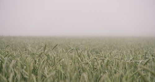 farm field grain