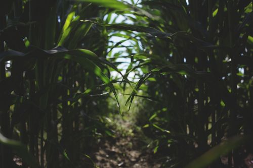 farm grass leaves