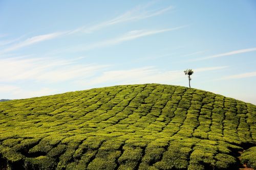 farm field grass