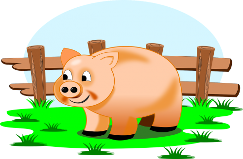 farm piggy field