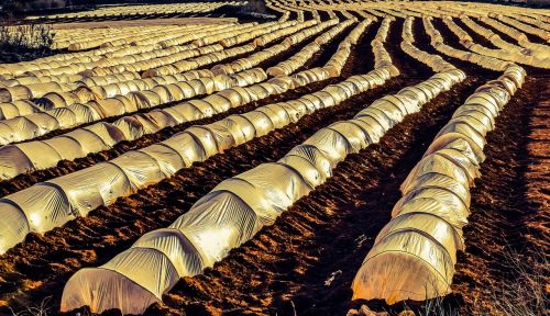 farm agriculture field