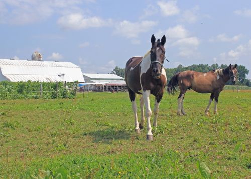 farm horses horse