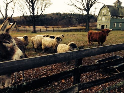 farm sheep bull