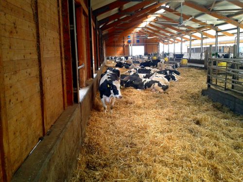 farm stall cow