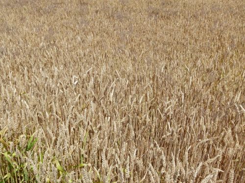 farm wheat grain