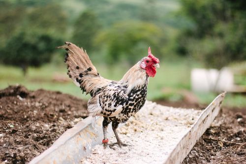 farm field rooster
