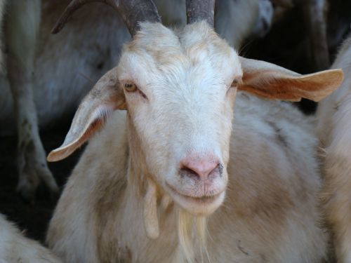 farm goat animal