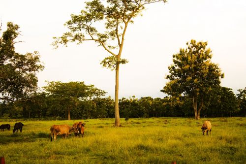 farm livestock grazing