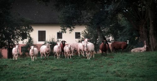 farm animals sheep