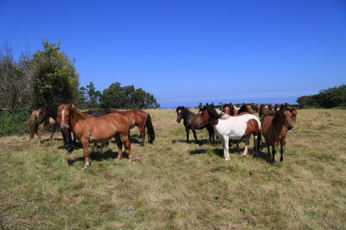 farm henar herd