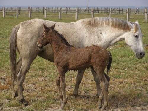 farm mare field