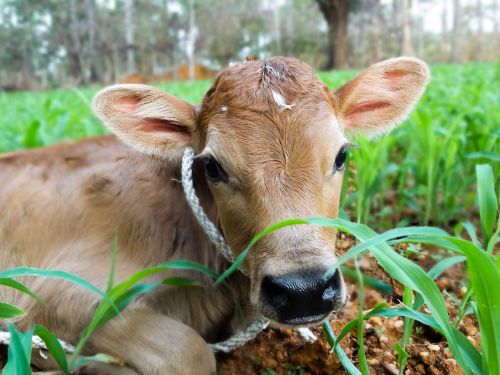 farm animal grass