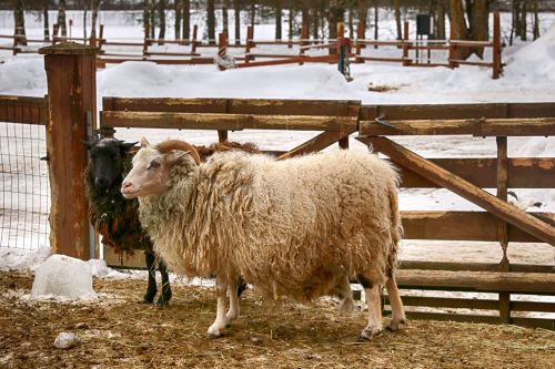 farm sheep animal