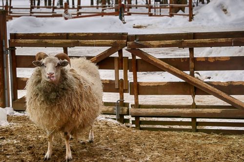 farm sheep animal