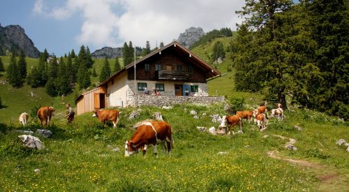 farm agriculture grass