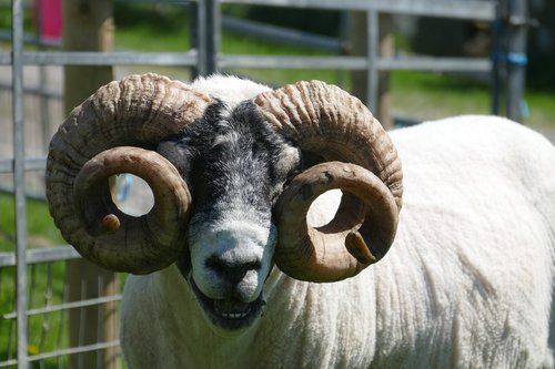 farm  sheep  mammal