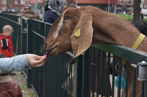 farm  goat  carry