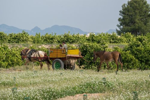 farm  nature  cavalry