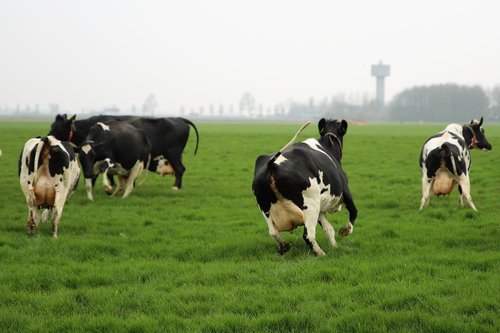 farm  cattle  cows