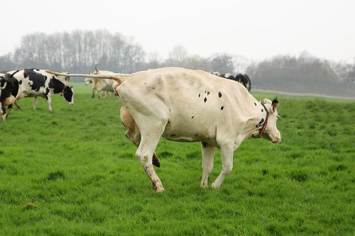 farm  cattle  cows
