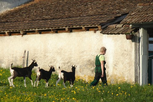 farm  goat  boy