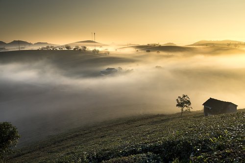 farm  the morning  sơnla