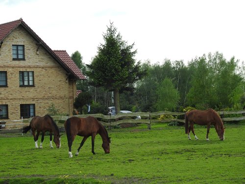 farm  lawn  horse