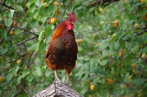 farm  hen  animal