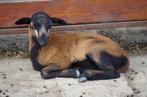 farm  goat  animal