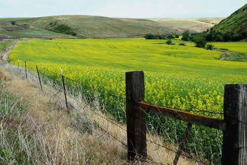 farm  fence  meadow