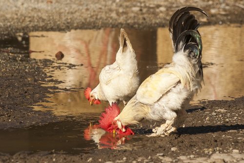 farm  gallo  nature