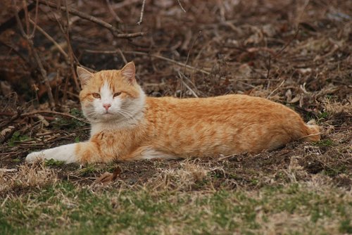 farm  cat  yellow