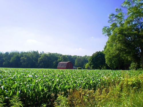 farm rural cornfield