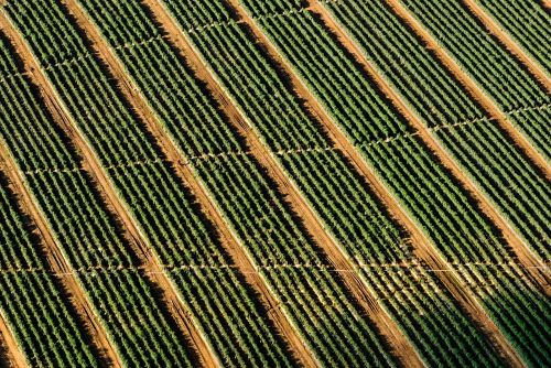 farm fields crops