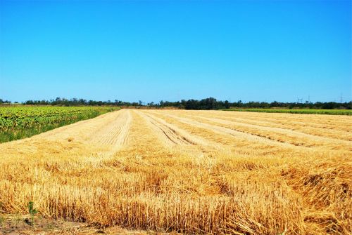 farm fields crops